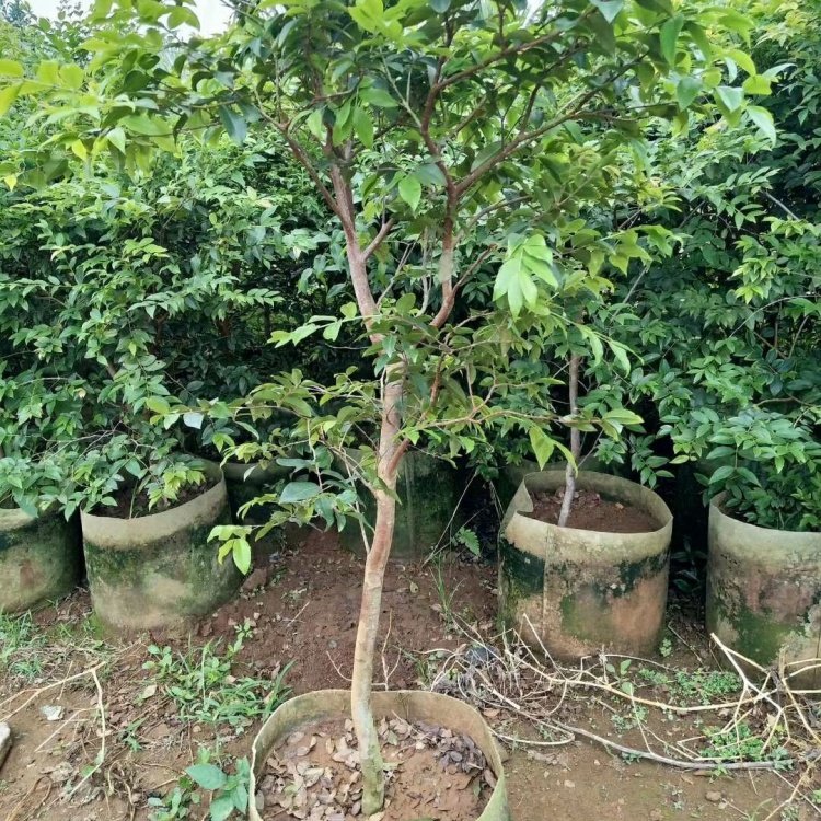 四季嘉宝果 树葡萄全国种植基地 常绿性观叶乔木 四季常绿货源足