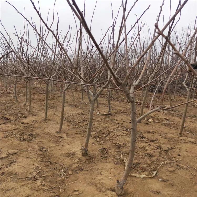 0.8cm thick grafted hawthorn seedlings, high-quality fruit seedlings grow quickly and well, new and medium-sized seedlings