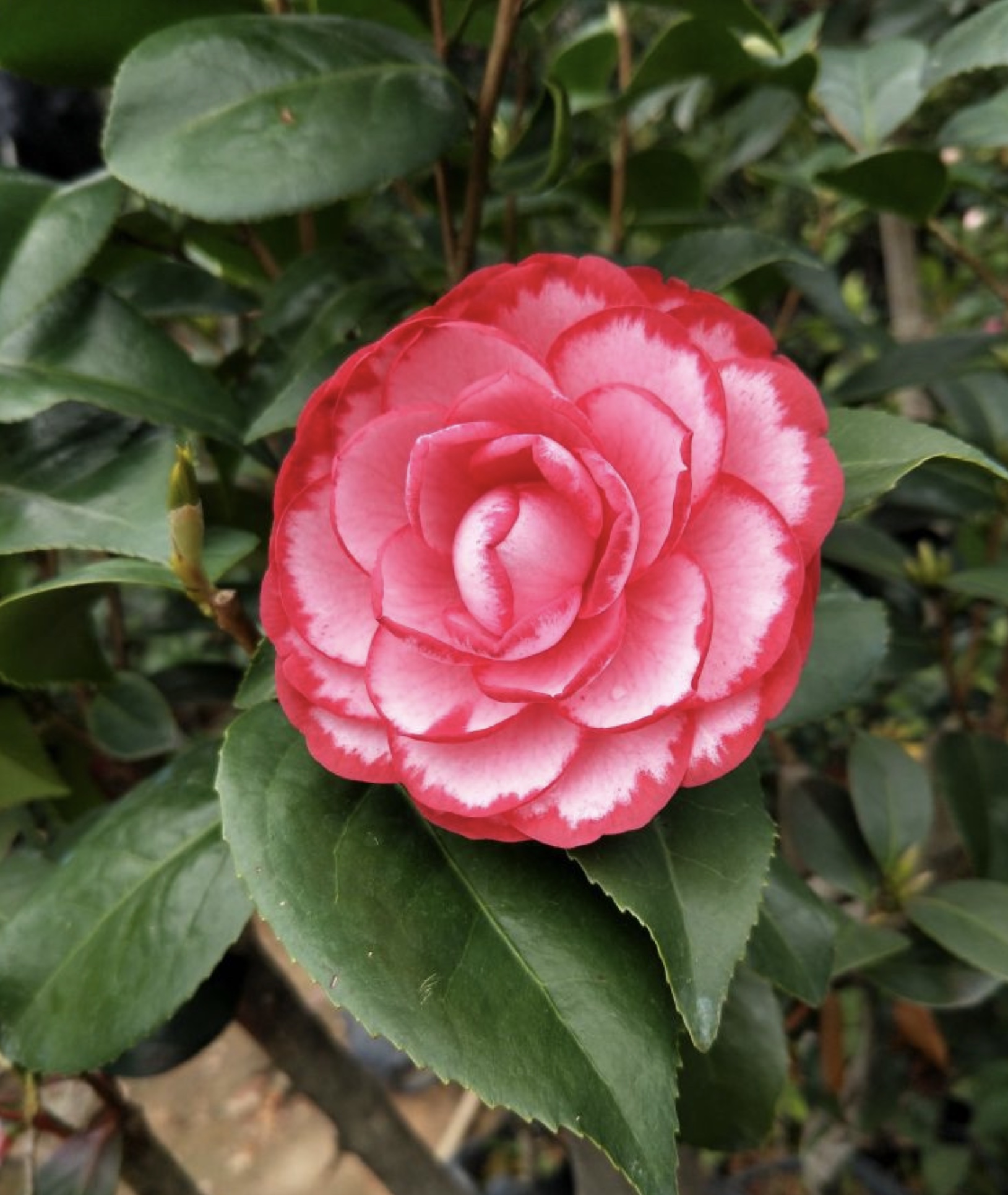 Wholesale of fragrant camellia seedlings and fragrant camellia in a hundred mu planting base