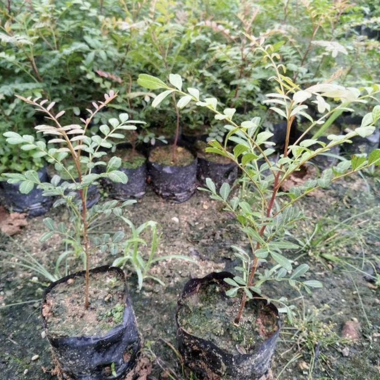 Dig and sell fresh fragrant wood cuttings now, deliver to your doorstep package, welcome to call and discuss experience sharing