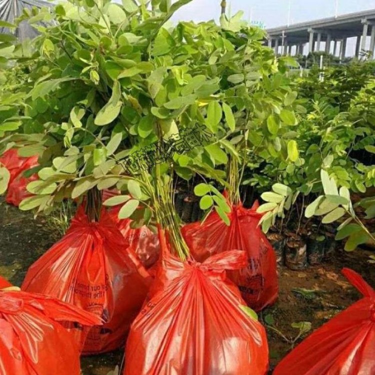 花旗木 泰国樱花景区园林公园造景绿化行道庭院别墅区点缀工程苗木