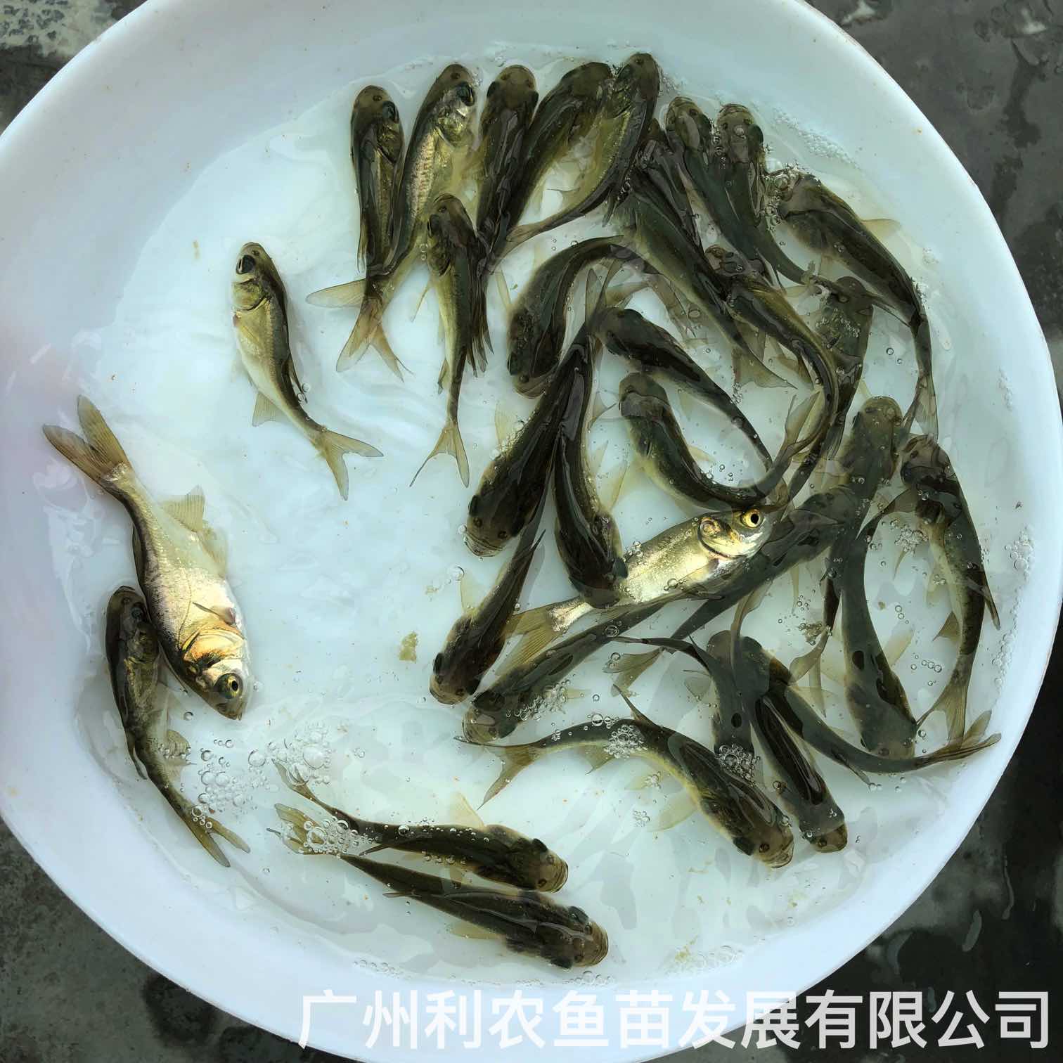 Wholesale of fingerling of bighead fish and sale of fingerling of silver carp the four famous domestic fishes breeding base