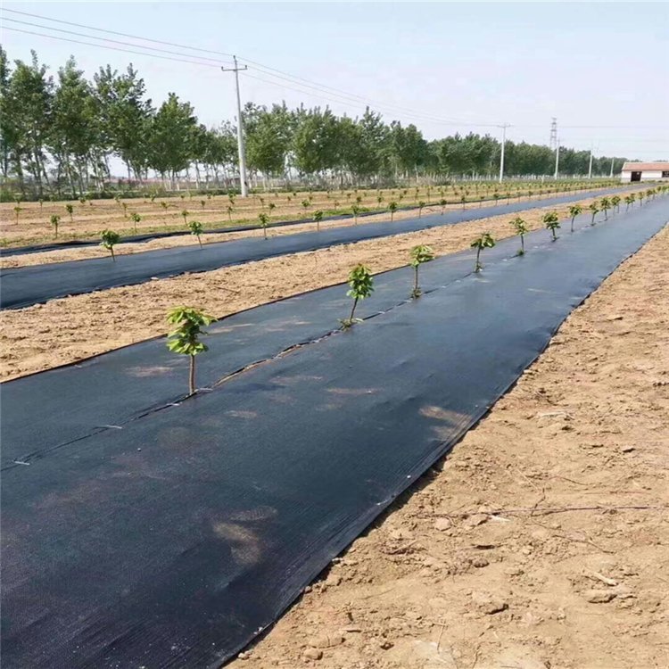 Orchard perforated floor cloth, black anti-aging grass proof woven cloth, agricultural planting weed cloth, grass covering cloth, water permeable and breathable