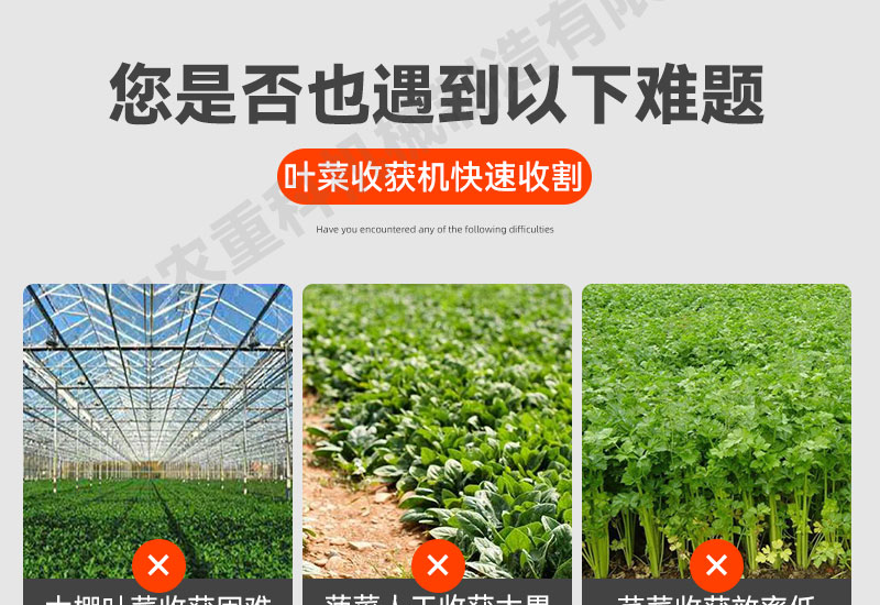 Agricultural greenhouse vegetable harvesters for large-scale leafy vegetable harvesting equipment increase harvesting efficiency machines