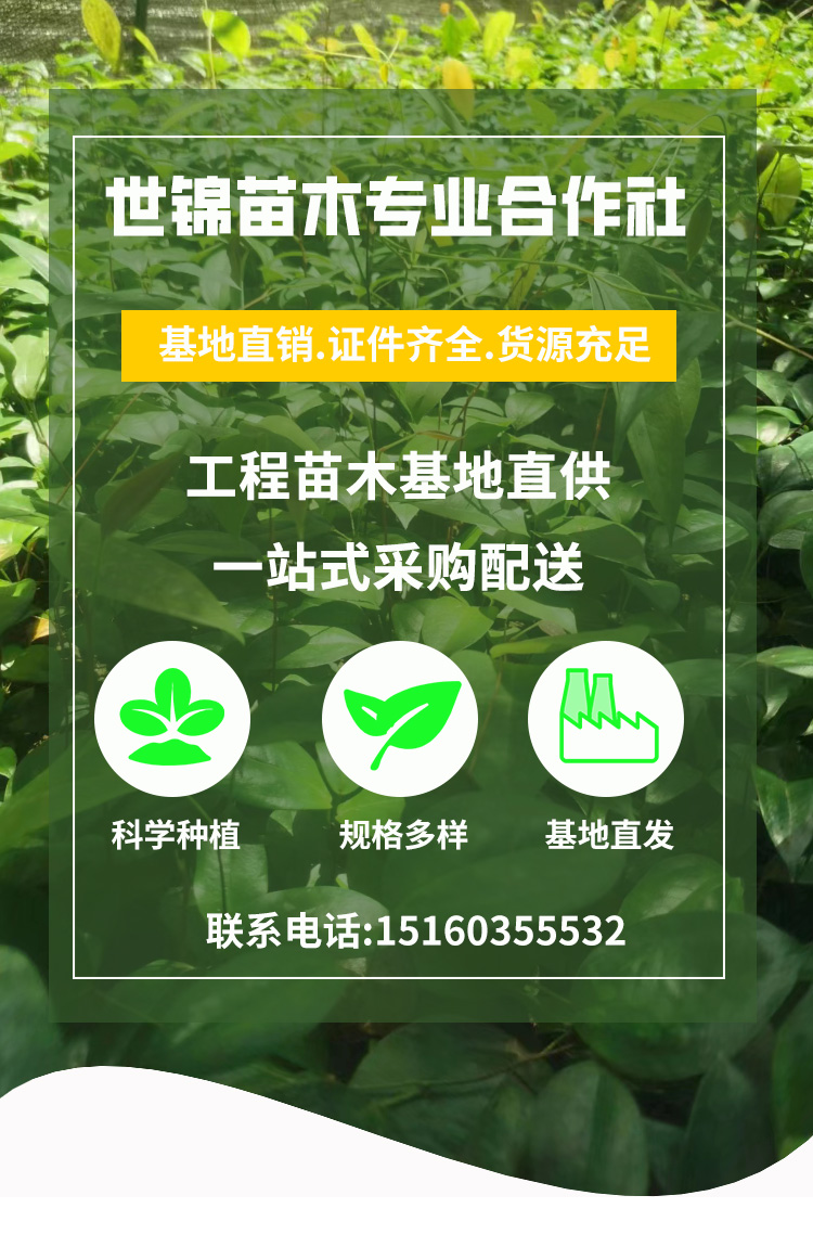 Wholesale survival rate of plum seedlings directly supplied by the base is high, and various specifications are troublesome to guide planting