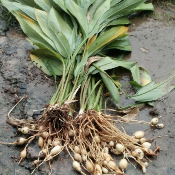 Dig and sell the Blue Heart Ginger Seedling Base now, directly distribute the contracted planting management technology, and the quality is pure and reliable