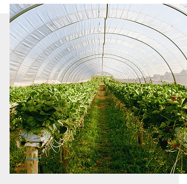 Shuaifeng manufacturer wholesale greenhouse drip free plastic film vegetable greenhouse PE transparent plastic cloth manufacturer customized shipment