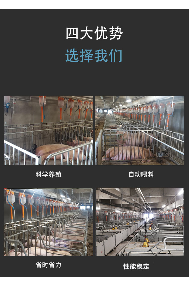 Special equipment for large-scale pig farms - Fully automated feeding line for pigs - Automatic feeding system for pig farms