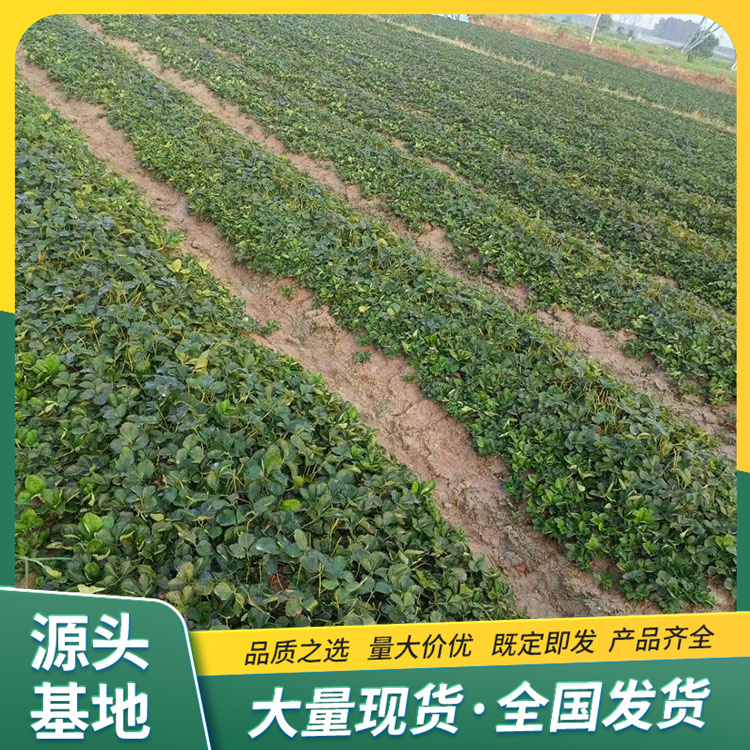 Wholesale use of fragrant strawberry seedlings for potted cultivation, flower bud differentiation, early LF1243, Lufeng Horticulture