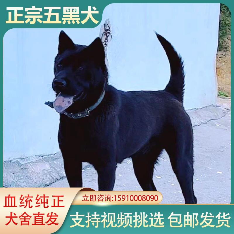 中国五黑犬 虎头猫耳 舌头全黑 品相好 八面通