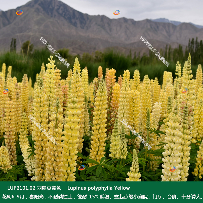 High survival feather fan tofu pudding Miaolu ice flower yard flower border flower plant yellow feather fan bean base wholesale