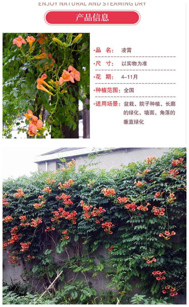 Explanation of 0.8cm Lingxiao Seedling Fertilizer and Water Irrigation Technology with Good Performance in Provincial Artificial Climbing and Fertilization for Garden Construction