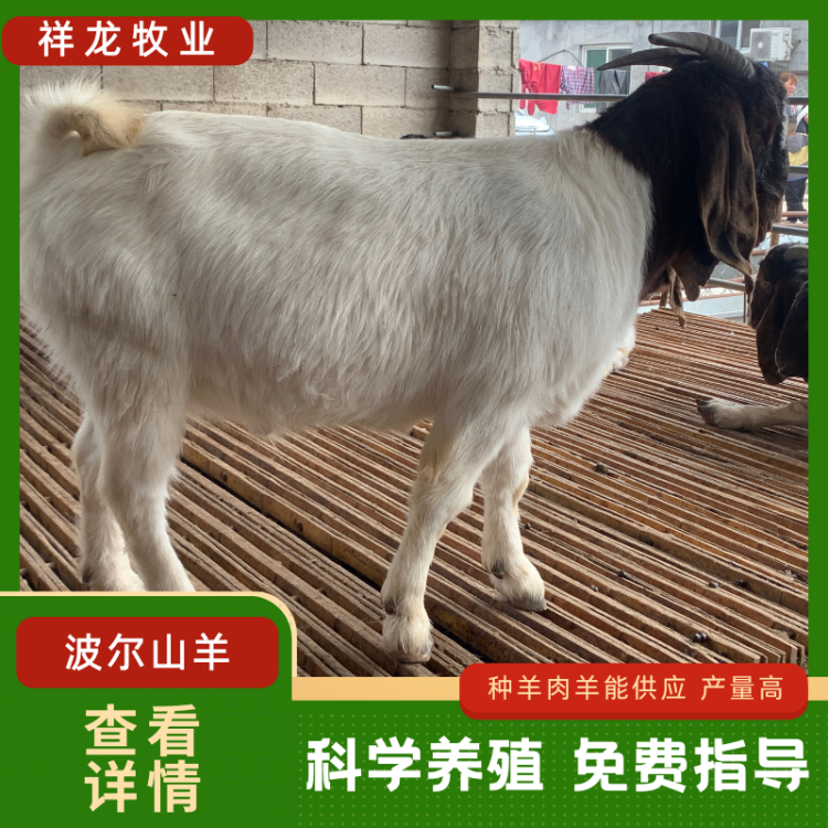 祥龙养殖 波尔山羊 膘肥体壮 改良脱温 体型方正 适用能力强 耐寒抗热