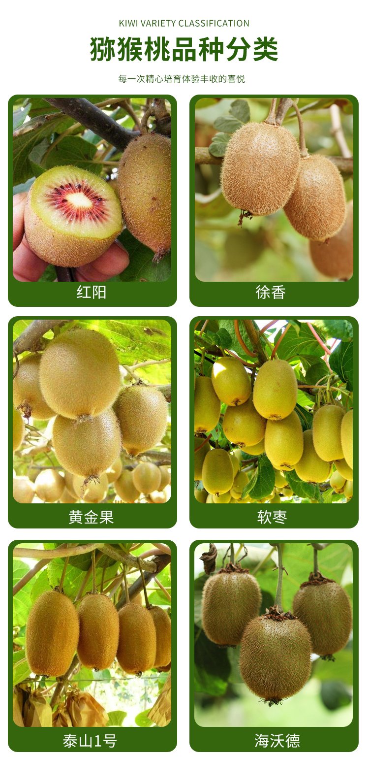 Characteristics of Kiwifruit Seedling Varieties: Resistance to Repeated Cropping, Strong Drought Tolerance