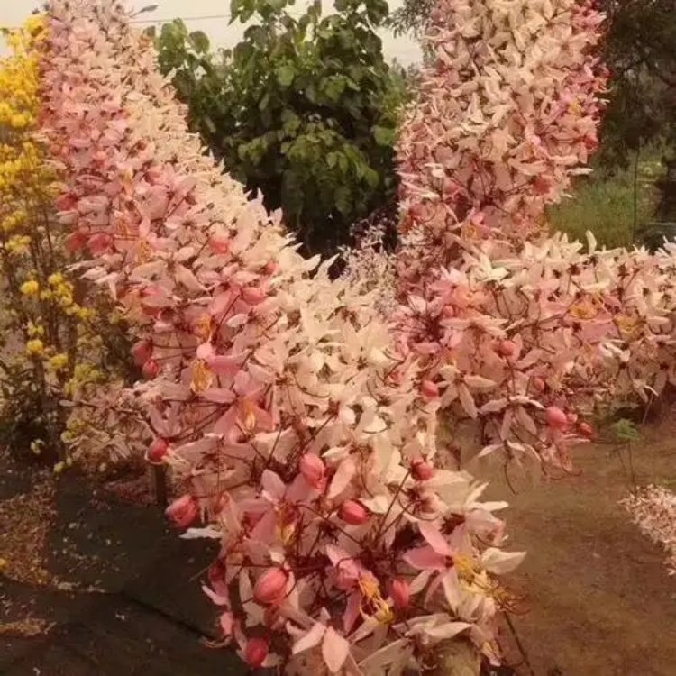 花旗木 泰国樱花景区园林公园造景绿化行道庭院别墅区点缀工程苗木