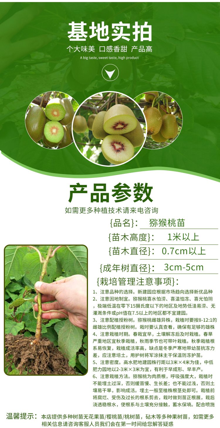 Characteristics of output performance of golden exotic fruit seedlings