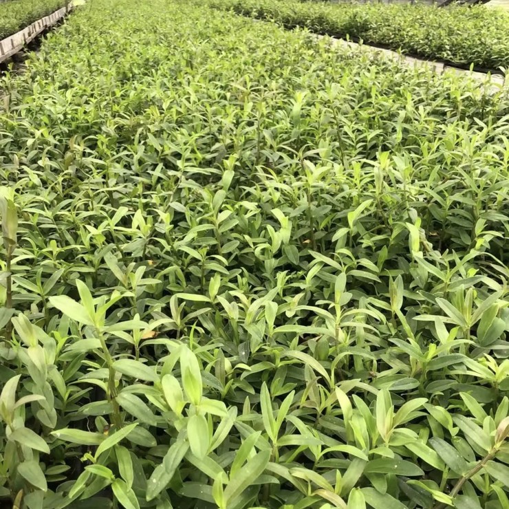 Starting from now on, we will share the planting technology for direct supply, quality assurance, and planting of Dendrobium nobile seedlings in the production area