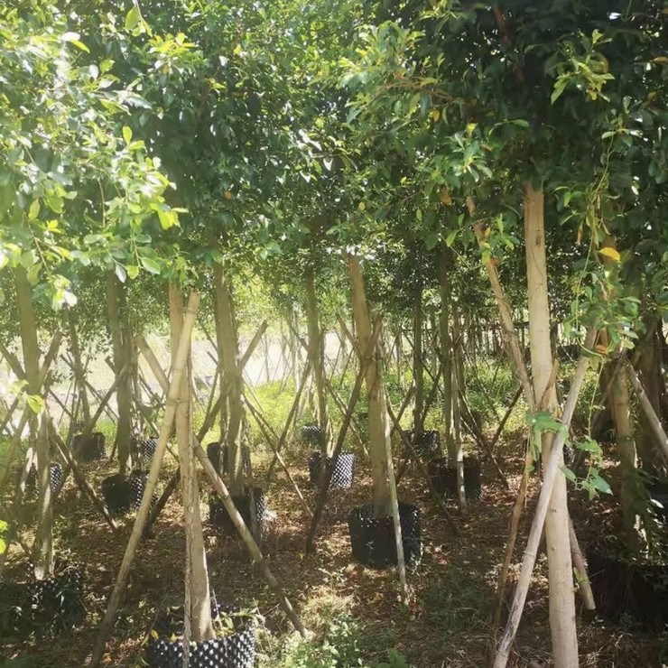 The base provides year-round supply of small leaved banyan mines with green seedlings, and the professional cooperative has excellent quality and price