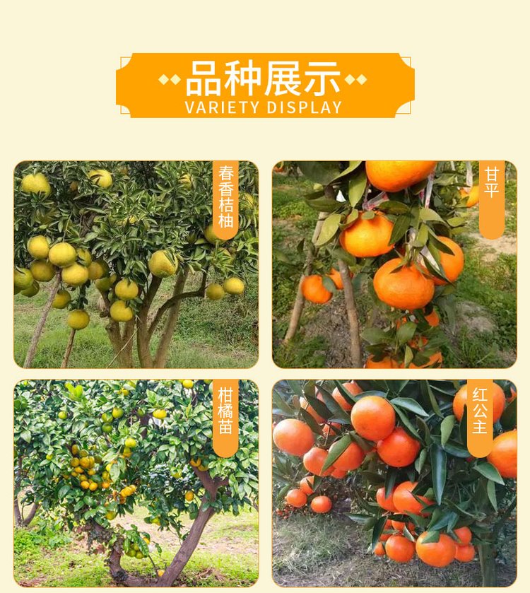 Red heart orange seedlings have advantages in early fruiting, high yield, and disease free product performance. The taste is good, fragrant, and sweet