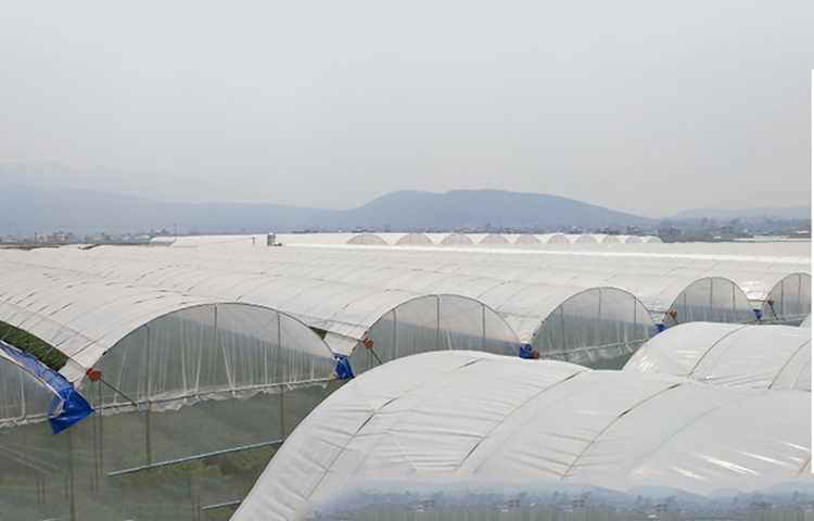 Shuaifeng manufacturer wholesale greenhouse drip free plastic film vegetable greenhouse PE transparent plastic cloth manufacturer customized shipment