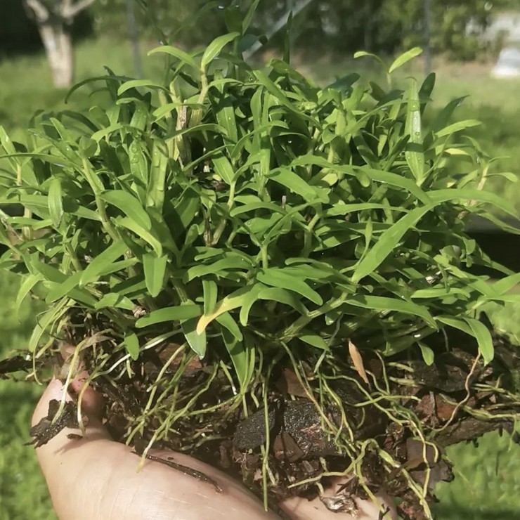 Starting from now on, we will share the planting technology for direct supply, quality assurance, and planting of Dendrobium nobile seedlings in the production area