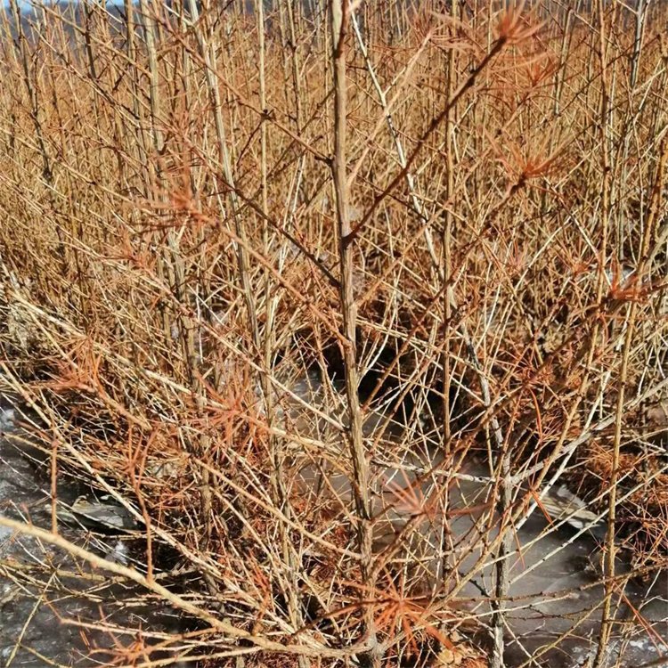 2年日本落叶松苗 苗圃直供 大量现货 提供种植技术 支持在线交易