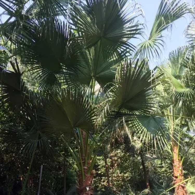 蒲葵 园林观赏植物 良好的四旁绿化树种 也是一种经济林树