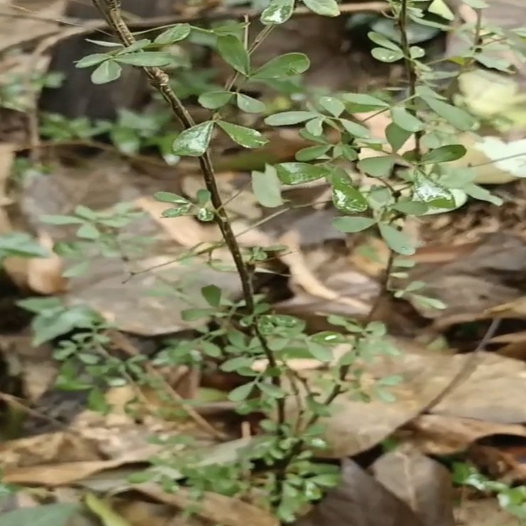 Wholesale of fragrant tea in the production area. Small seedlings with developed rooting systems and high survival standards, complete and complete