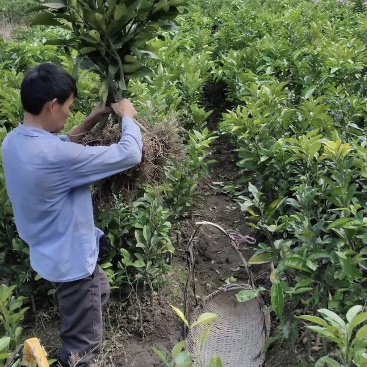 Wholesale Price Technical Guidance for Orange Red Seedlings in the Main Production Area of Orange Red Cultivation