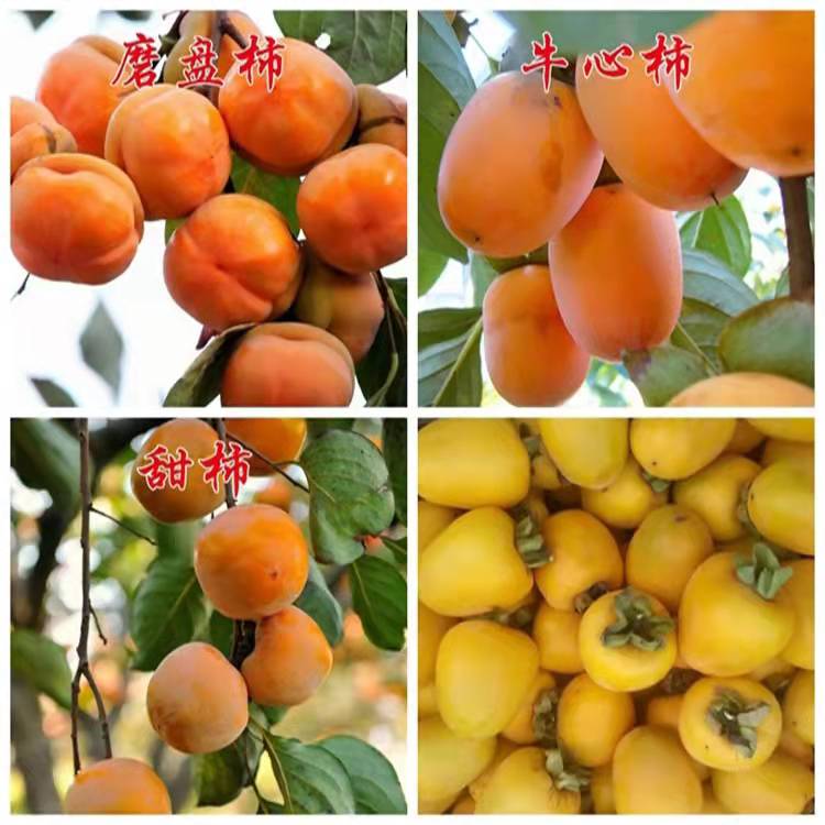 Sweet persimmon tree fruit, big and crispy, sweet Yangfengzi seedling variety, pure and new Chinese seedling