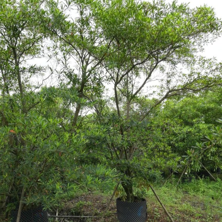 基地批发多种规格水石榕树苗 水柳树 园林绿化常备全冠移栽工程树种