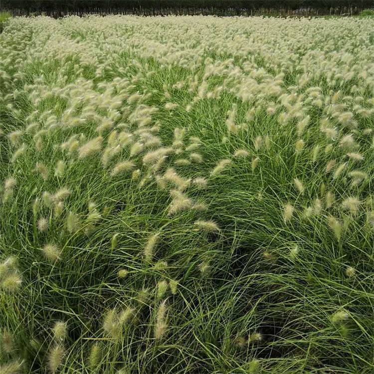 Nursery Direct Supply White Beauty Pennisetum Small Seedlings Potted Flower Sea Seedlings Ornamental Grass Base