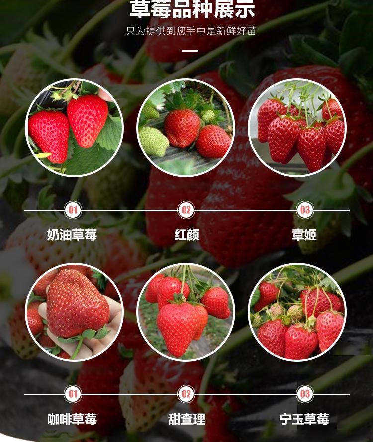 The base sells new red colored strawberry seedlings, Suizhu strawberry hole plate seedlings, with well-developed hair and fine roots, which can be excavated and distributed immediately