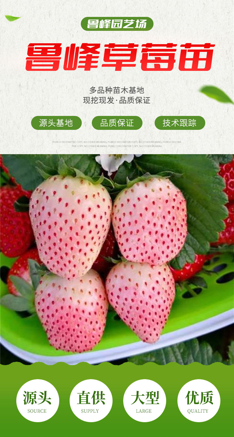 Snow White Strawberry Seedling Sightseeing Agriculture Picking with Pot and Soil LF1255 Lufeng