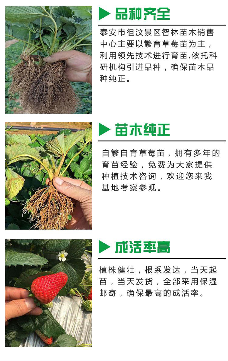 Milk Strawberry Seedlings, Large Fruit Shape, High Yield, Bright Color, Wholesale, Greenhouse Planting, Intelligent Forest Seedling Planting in Bases