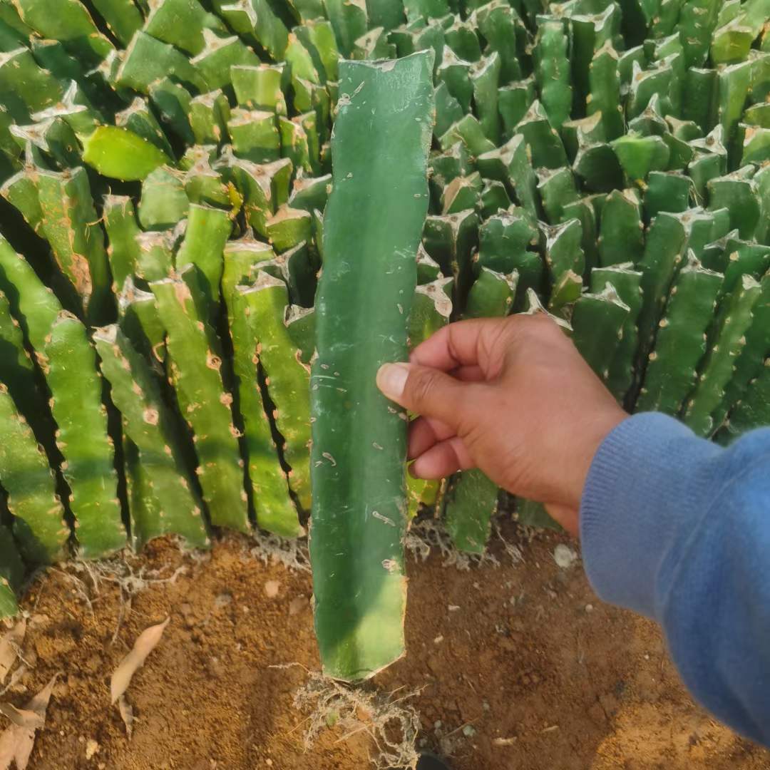 Easy to survive, live seedlings, breeding seedlings, 60 cm in stock, suitable for dragon fruit seedlings on agricultural farms