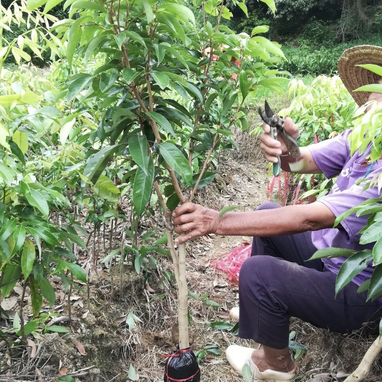 Zhejiang litchi fruit seedlings Growing region wholesale March red litchi seedlings March red litchi seedlings