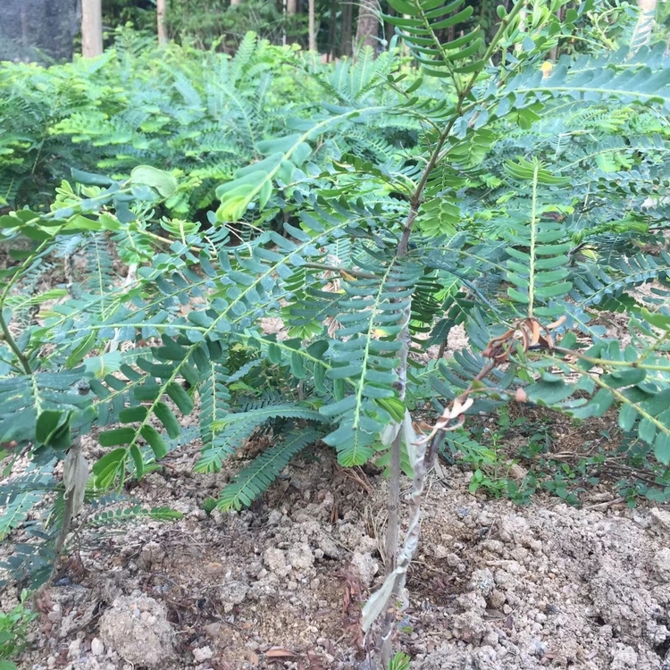 Wholesale of over 100 acres of sweet fruit seedlings in the main production area of Hunan Province