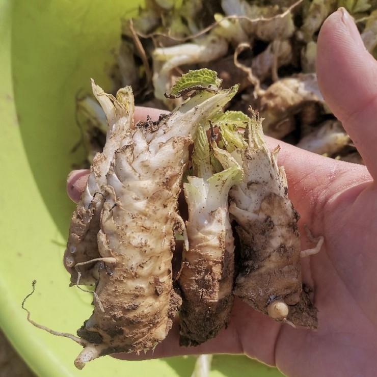 Perennial base supply of black ginseng seedlings, direct distribution of contracted cultivation management technology, pure and reliable quality