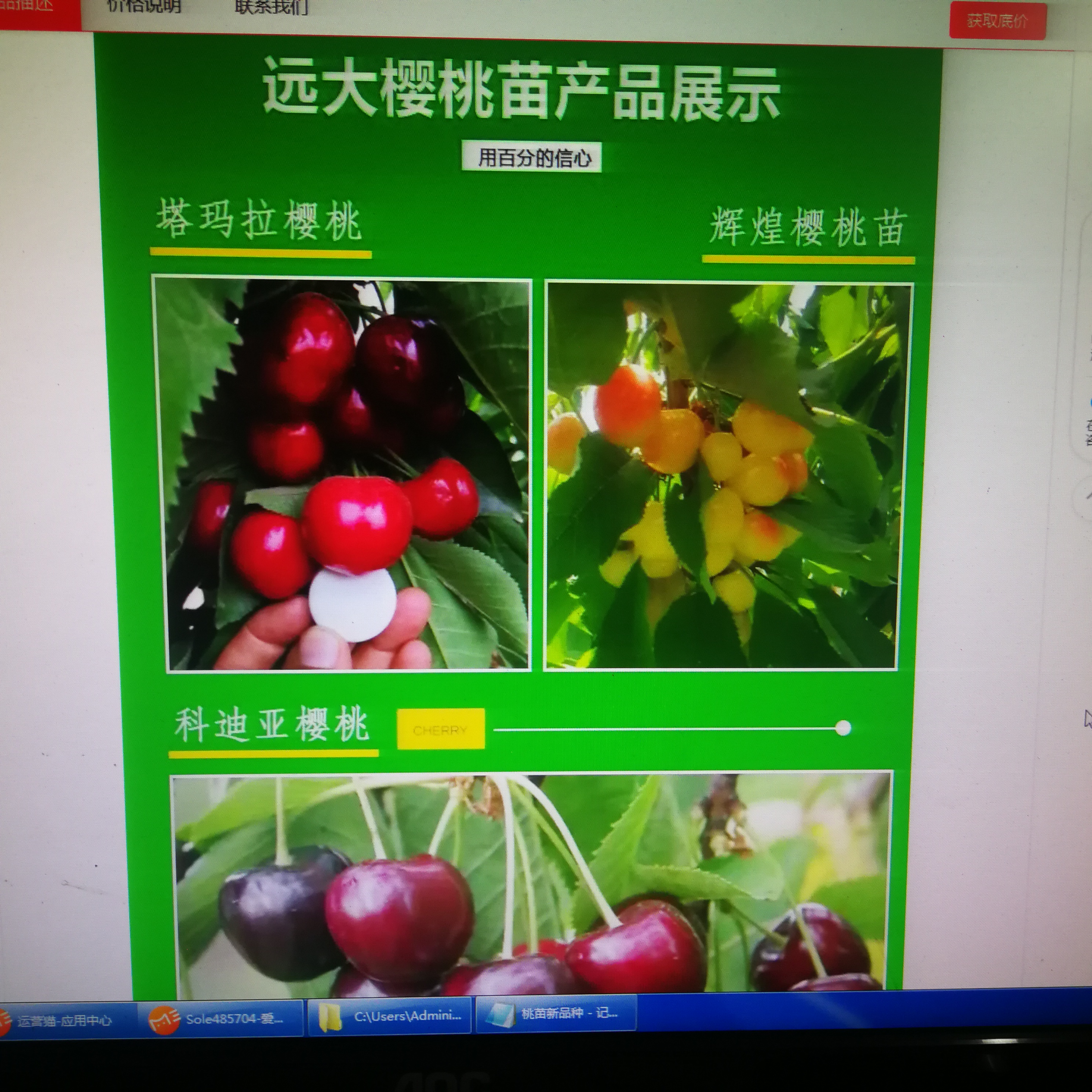 High quality Miaoxiang No.7 Suizhu Strawberry Seedling County Digging and Selling in Greenhouse Planting Ideal Variety