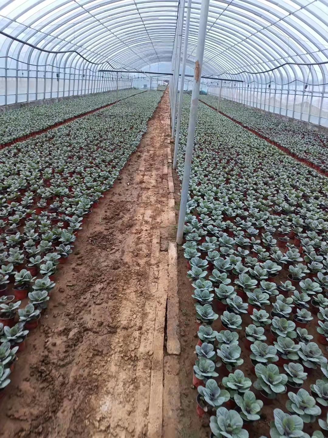 Kale Flower Base National Day Flower Sea Flower Belt Greening Seedlings Red and Yellow Flower Series Frost Resistance