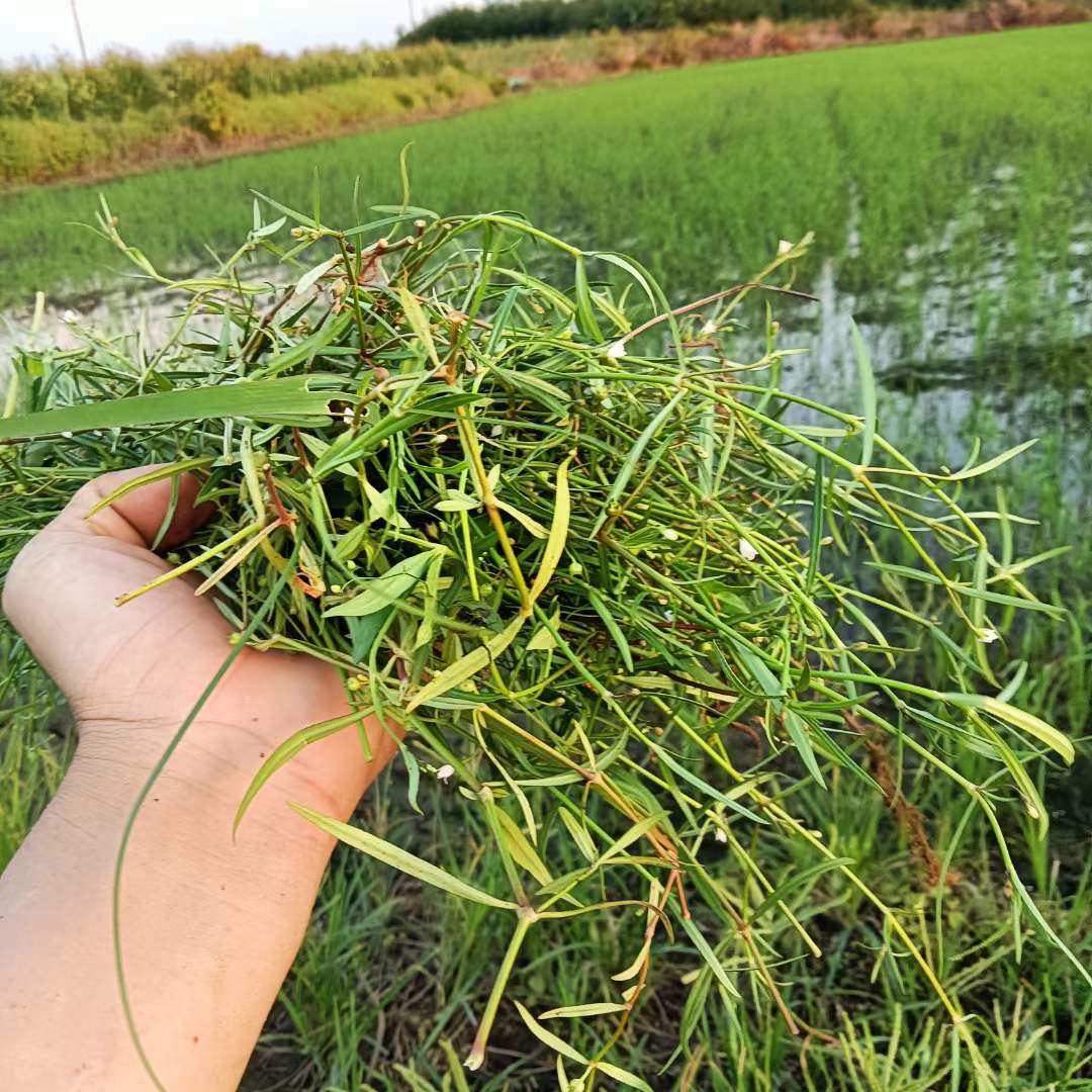 White Snake Tongue Grass Yike Xinliao San Nong Grass Factory Wholesale Medicinal Materials Series