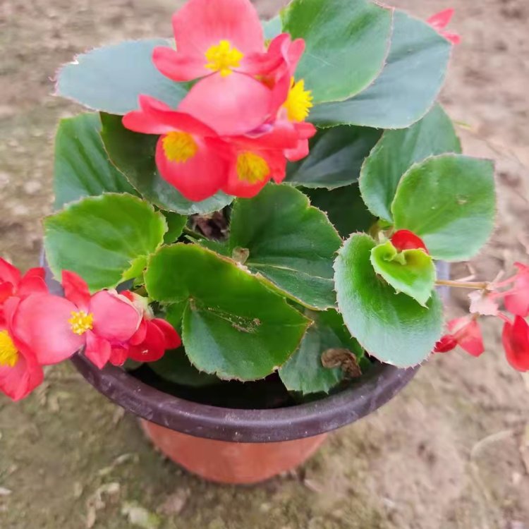 Four Seasons Begonia Seedling Flowering Period from March to December Perennial Greening Rental Ornamental Potting