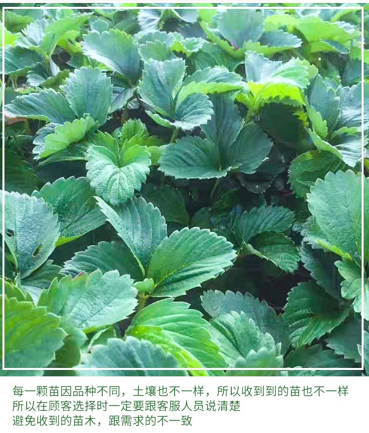 Strawberry artificial seedlings, flesh, sweet fruit, slender and fragrant stem, capillary roots, thick and developed, suitable for potted cultivation