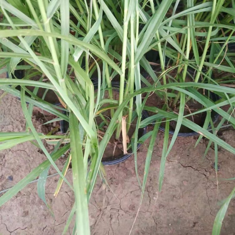 Potted seedlings with strong adaptability to environmental conditions in the Dabuni Pennisetum base, ornamental grass