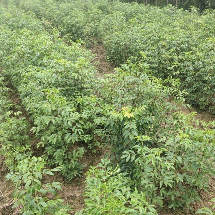 Direct supply of chicken-eye seedlings from the production area, direct distribution of contracted education, planting management technology, and pure and reliable quality