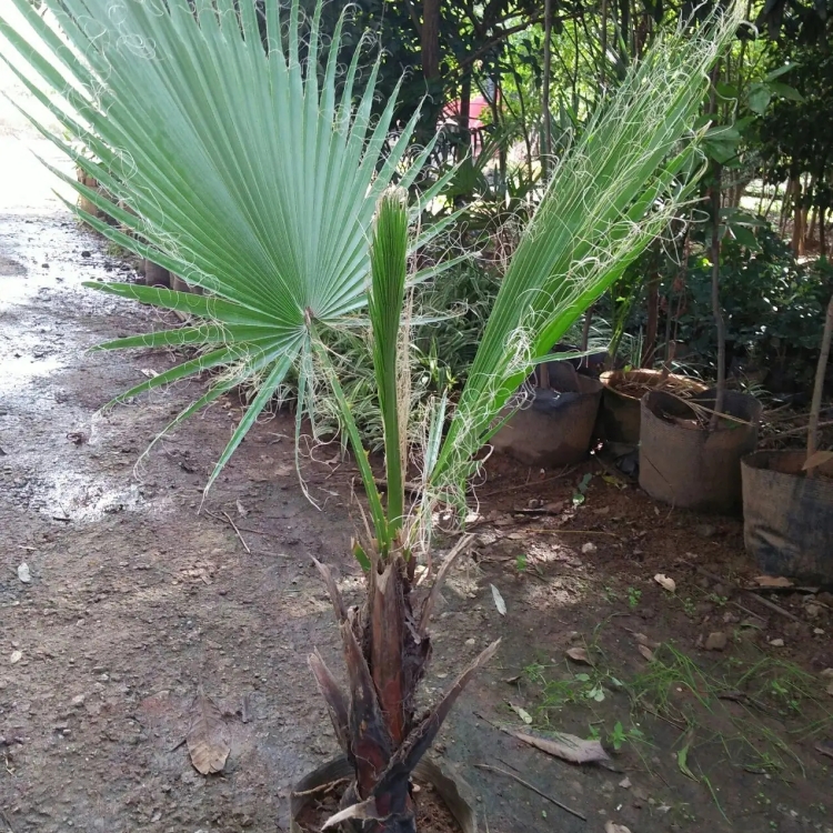 蒲葵 园林观赏植物 良好的四旁绿化树种 也是一种经济林树