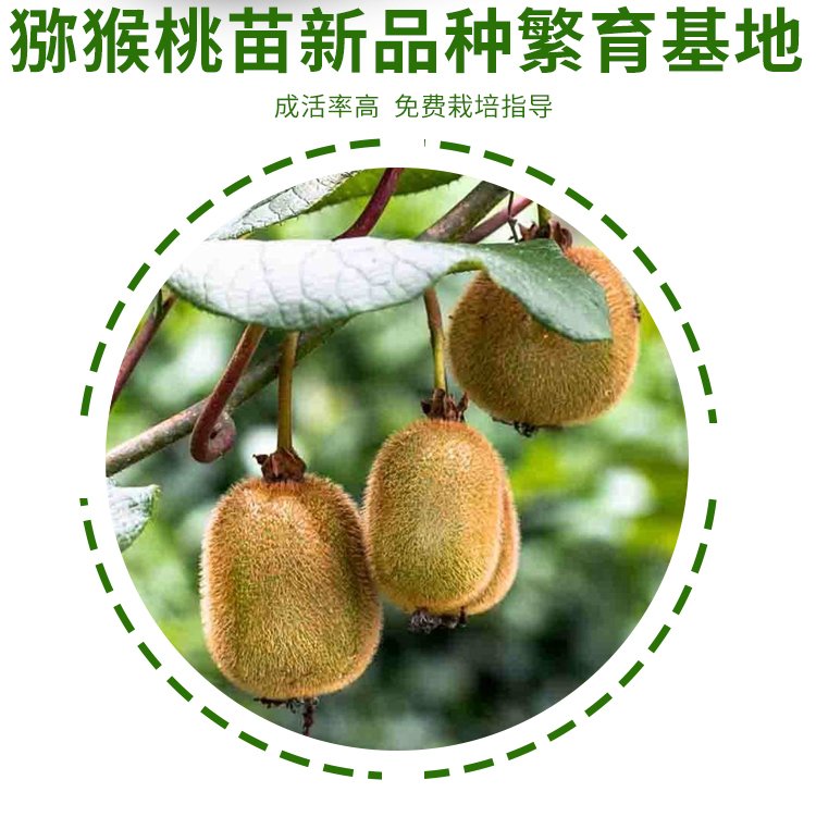 Characteristics of output performance of golden exotic fruit seedlings