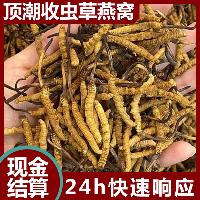 珠 海虫草回收 散装礼盒装均可 合理估价 现场结算 顶潮