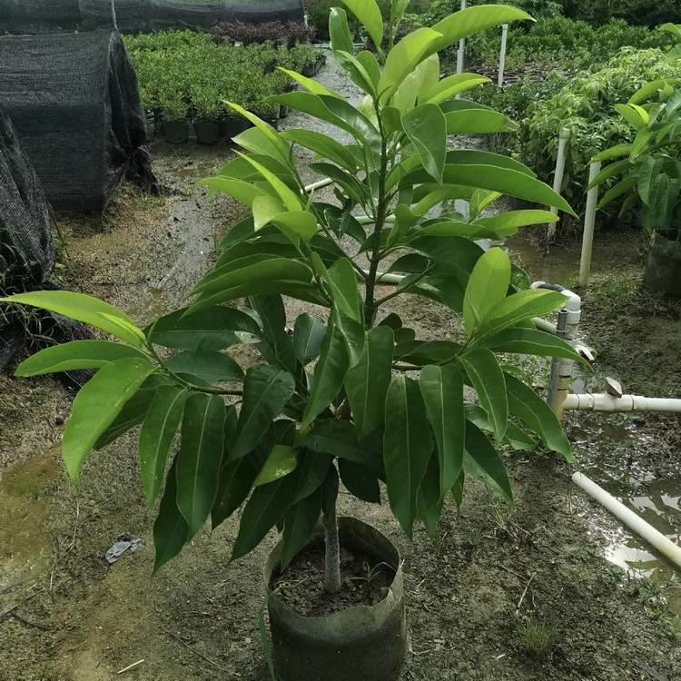 三明白玉樹百畝種植區 批發白玉樹 白玉樹批發基地